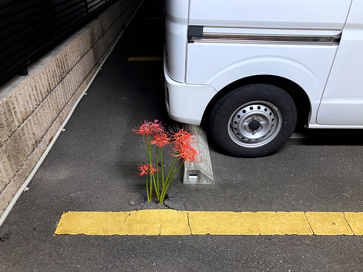 すごい ちょっと怖いかも 駐車場で見つけた驚きの ド根性植物 とは Grape グレイプ