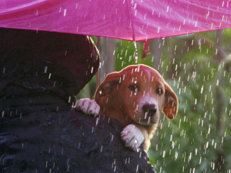 木村拓哉 愛犬とともに台風に備える 大きな被害の無い事を祈ります Grape グレイプ