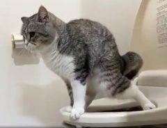 飼い主がトイレで目撃した『愛猫の衝撃的な姿』　「すごすぎ」「なんて賢いんだ」