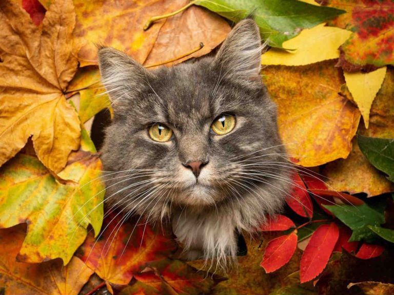 紅葉の中から顔を出す猫 このとびきりかわいい写真を撮影する方法がコチラ Grape グレイプ