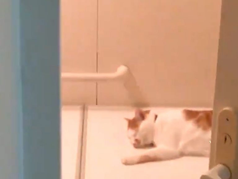 お風呂で まず 猫を起こします その動画に 笑った 癒される Grape グレイプ