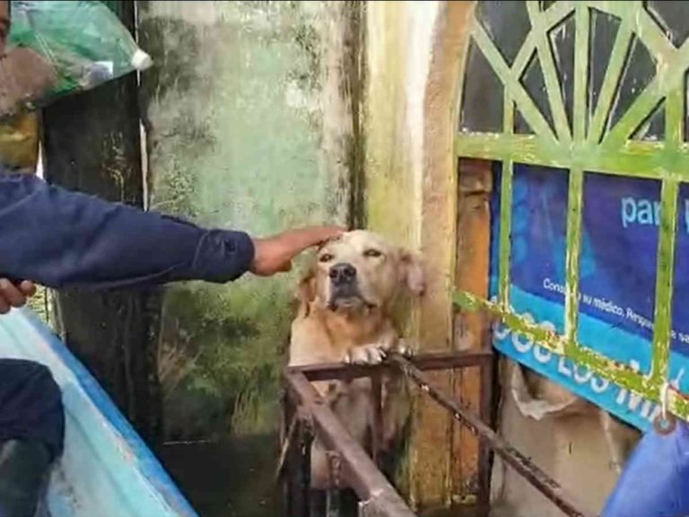 洪水現場から救出された犬が助けてくれた海兵隊員に恩返し その驚きの内容とは Grape グレイプ