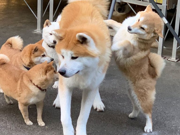 愛が強すぎる 豆柴から毎日絡まれる秋田犬 人気すぎるあまりに Grape グレイプ