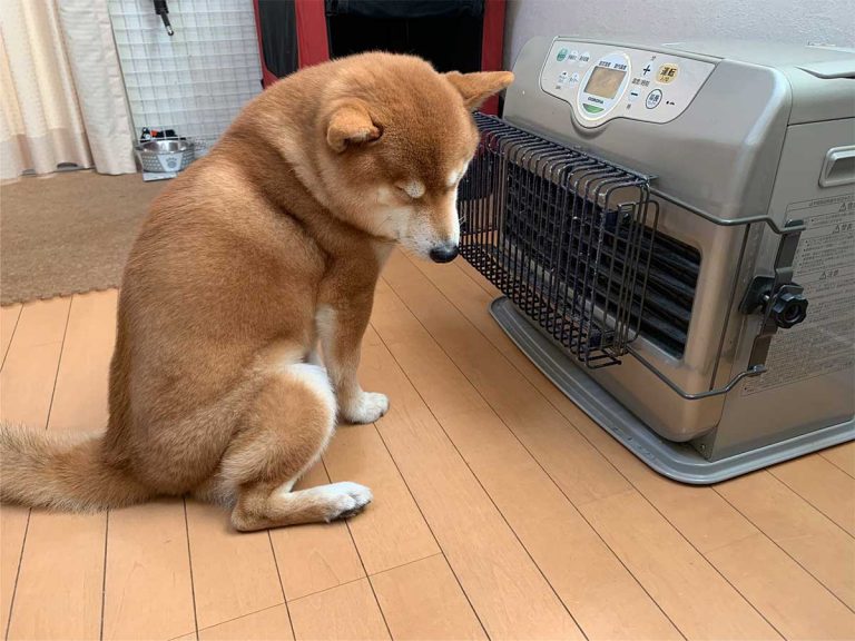 ストーブが好きすぎる柴犬 感情がダダ漏れな 2枚 が こちらです Grape グレイプ ストーブが好きすぎる柴犬 感情がダダ漏れな 2枚 が こちらです Grape グレイプ