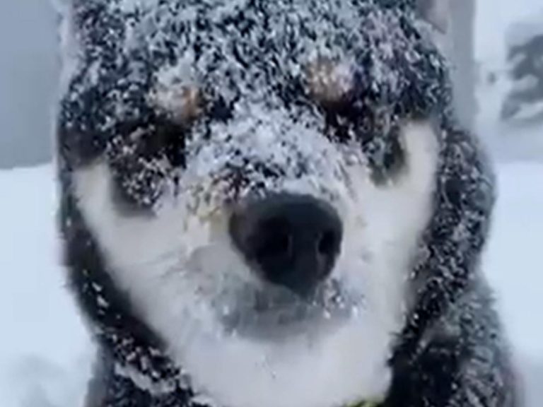 飼い主が帰ろうとしても 吹雪の中 帰りたくない柴犬 Grape グレイプ