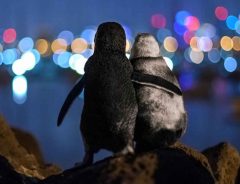肩を寄せ合う２羽のペンギン　背景にある物語に　「涙が出た」「美しい写真」