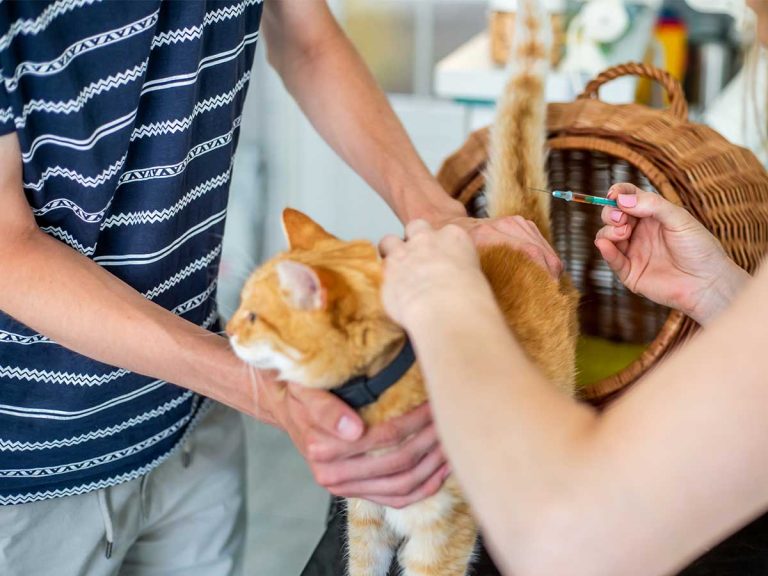 猫が認知症になったのでは」 不安な飼い主に、先生が『平和すぎる 