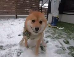 柴犬に初めて雪を見せると？　喜びが限界突破した姿に、クスッとする