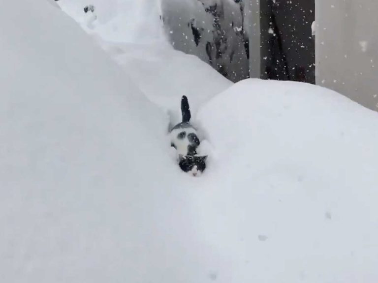 除雪車 のように突き進む猫に驚愕 なんてたくましいの Grape グレイプ