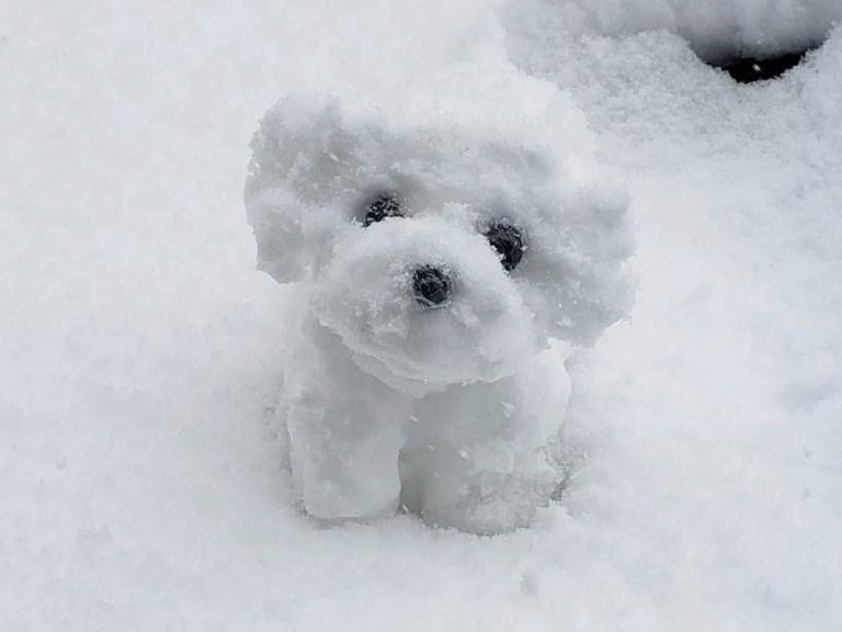 雪の中、家の前にちょこんと見つめる１匹の犬 実はこれ… – grape ...