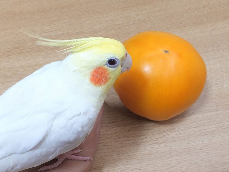 一人暮らしなのに 飼い主が驚愕した インコが発した 言葉 とは Grape グレイプ