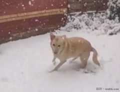 雪の中に勢いよく飛び出していった犬　次の瞬間、飼い主が大笑いしたワケは？