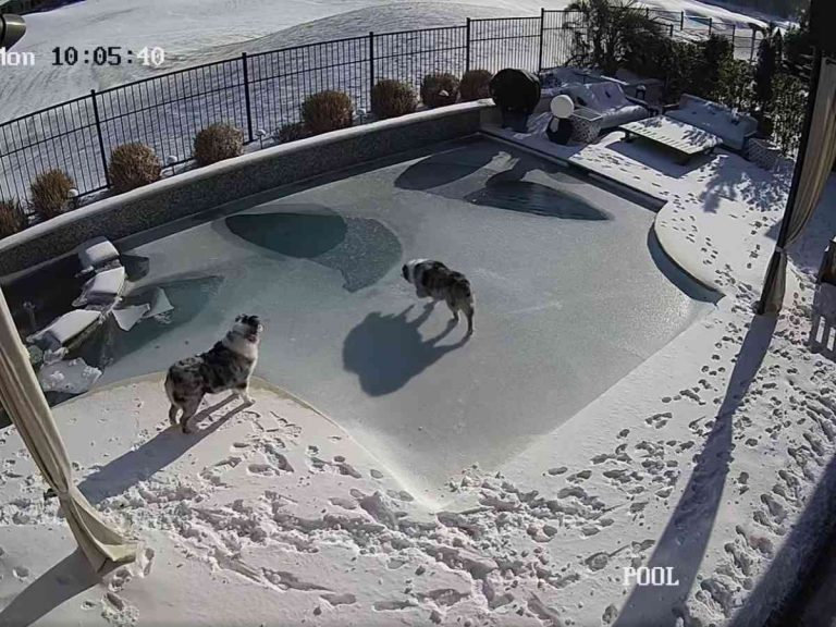 これは怖い プールサイドで遊んでいた犬 次の瞬間 うちの犬にも起きた Grape グレイプ