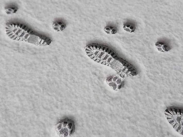 すごい あっという間に癒された 雪の上についた足跡に 感動の声 Grape グレイプ