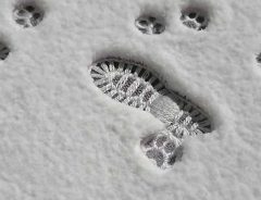 「すごい」「あっという間に癒された」　雪の上についた足跡に、感動の声