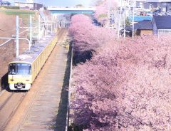 なんて貴重な１枚！　河津桜と電車を写した１枚、電車の中をよく見ると車掌が…？
