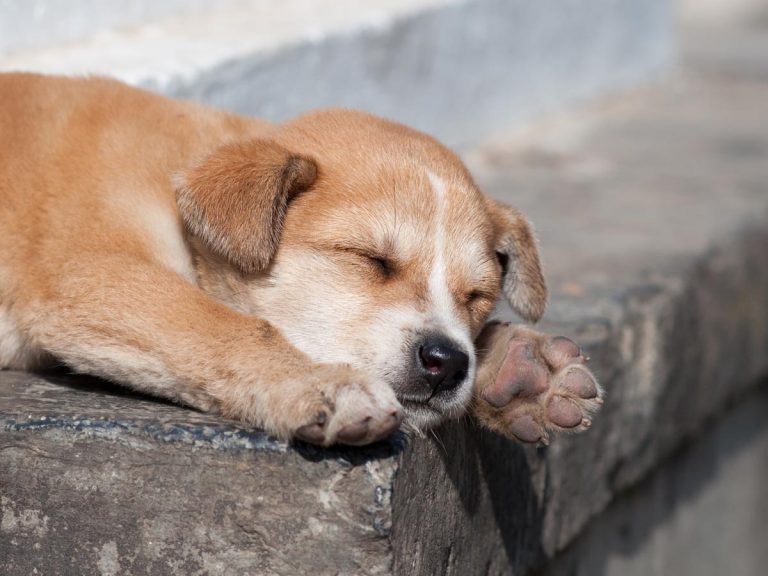 大ケガをして瀕死の状態の子犬 その２週間後 号泣した ありがとう Grape グレイプ
