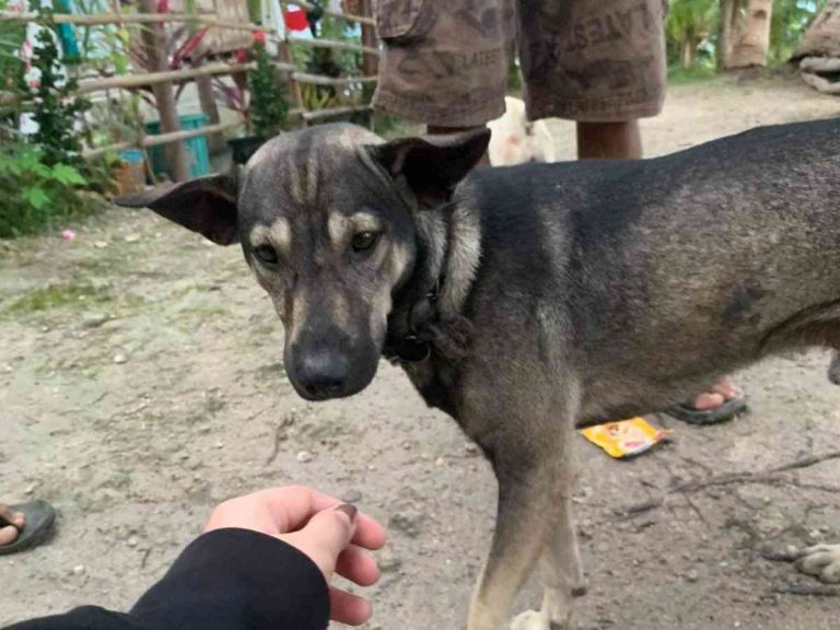 ついてきて バイクで走行中の男性を追いかけてきた犬 理由に称賛の嵐 Grape グレイプ