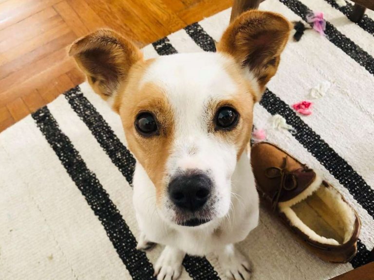 最高の組み合わせ 歌う のが大好きな保護犬 歌手の家族に一員になる Grape グレイプ