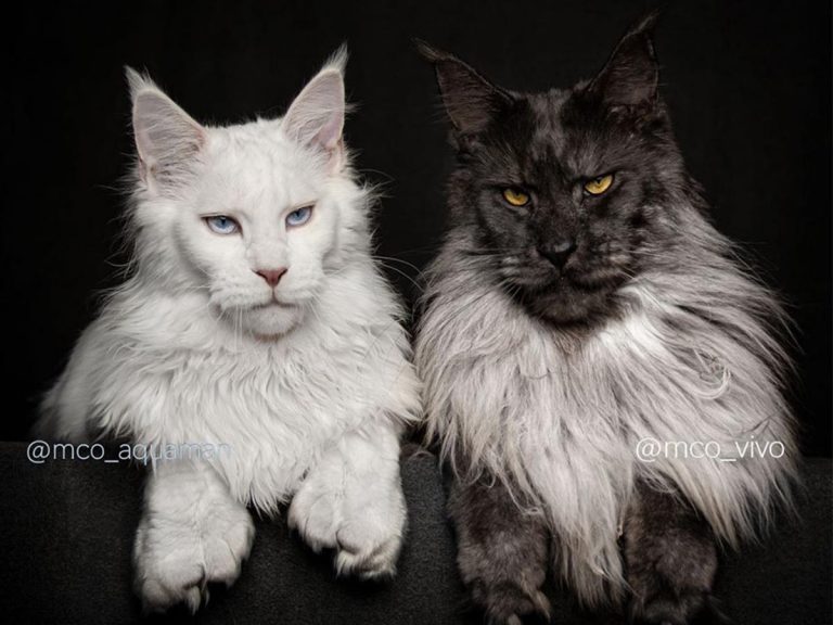 ハンサムすぎる２匹の猫 王様のような風格のある 黒猫 と 王子様のような麗しい 白猫 の美しさにため息 Grape グレイプ