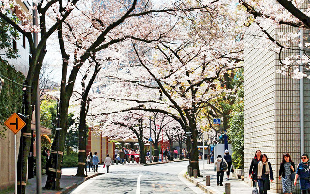 溜池山王で 春さんぽ 桜坂 を登りながら桜を見てみよう Grape グレイプ