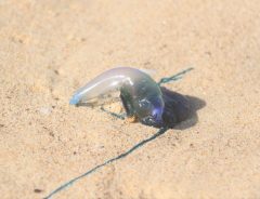 カツオノエボシとはどんな生き物？　浜辺の青いビニール・ペットボトルは危険生物かも