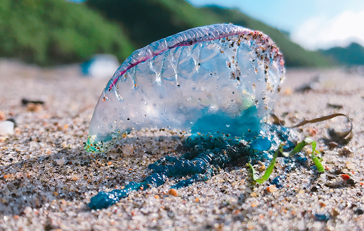 カツオノエボシとはどんな生き物？　浜辺の青いビニール・ペットボトルは危険生物かも