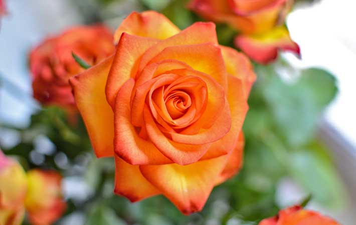 １０月の誕生花はバラ コスモス ガーベラ 花言葉に気を付けなければいけないのは ニフティニュース