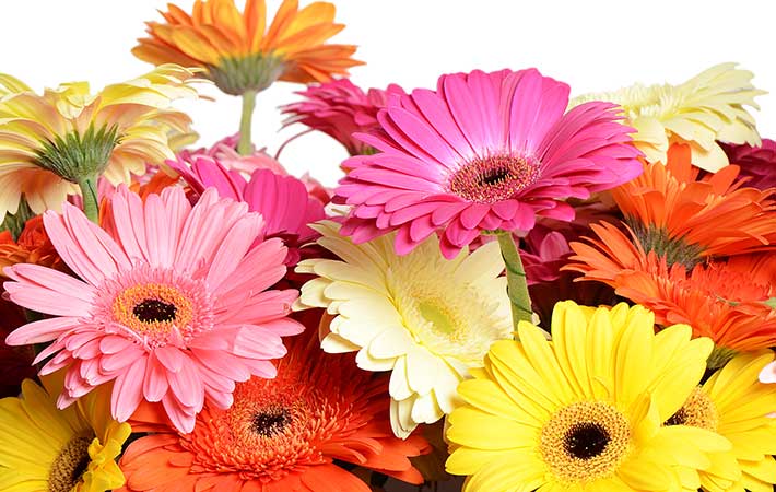 １０月の誕生花はバラ、コスモス、ガーベラ　花言葉に気を付けなければいけないのは？