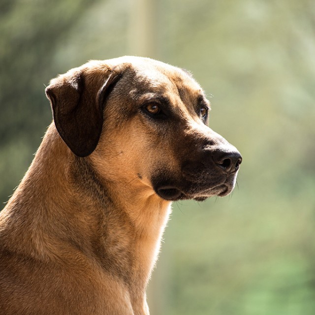 シニアでも保護犬を引き取れるの 犬を飼う新たな選択肢とその実態 Grape グレイプ