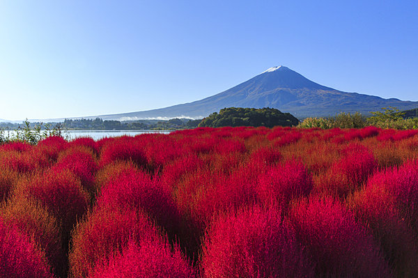 富士山とコキア（例年の紅葉時期は10月中旬～下旬頃）