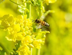 世界的なミツバチ不足　ついに農作業の受粉をしてくれるロボットが登場